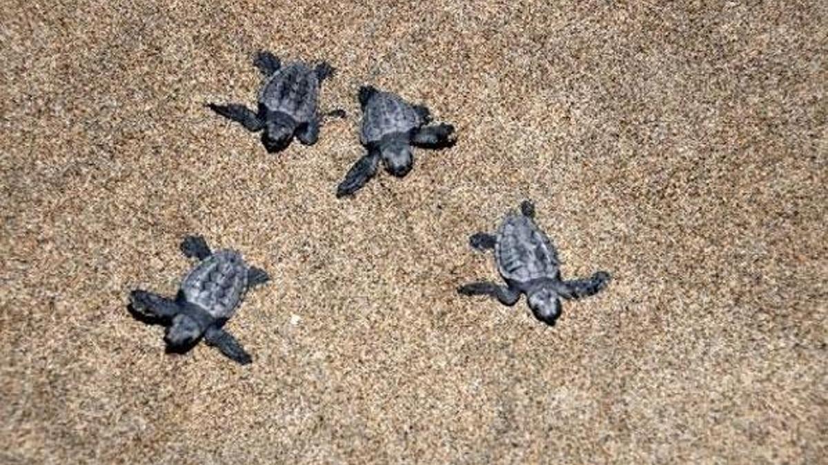 Patara Plajı'nda 5 binden fazla yavru kaplumbağa denizle buluştu