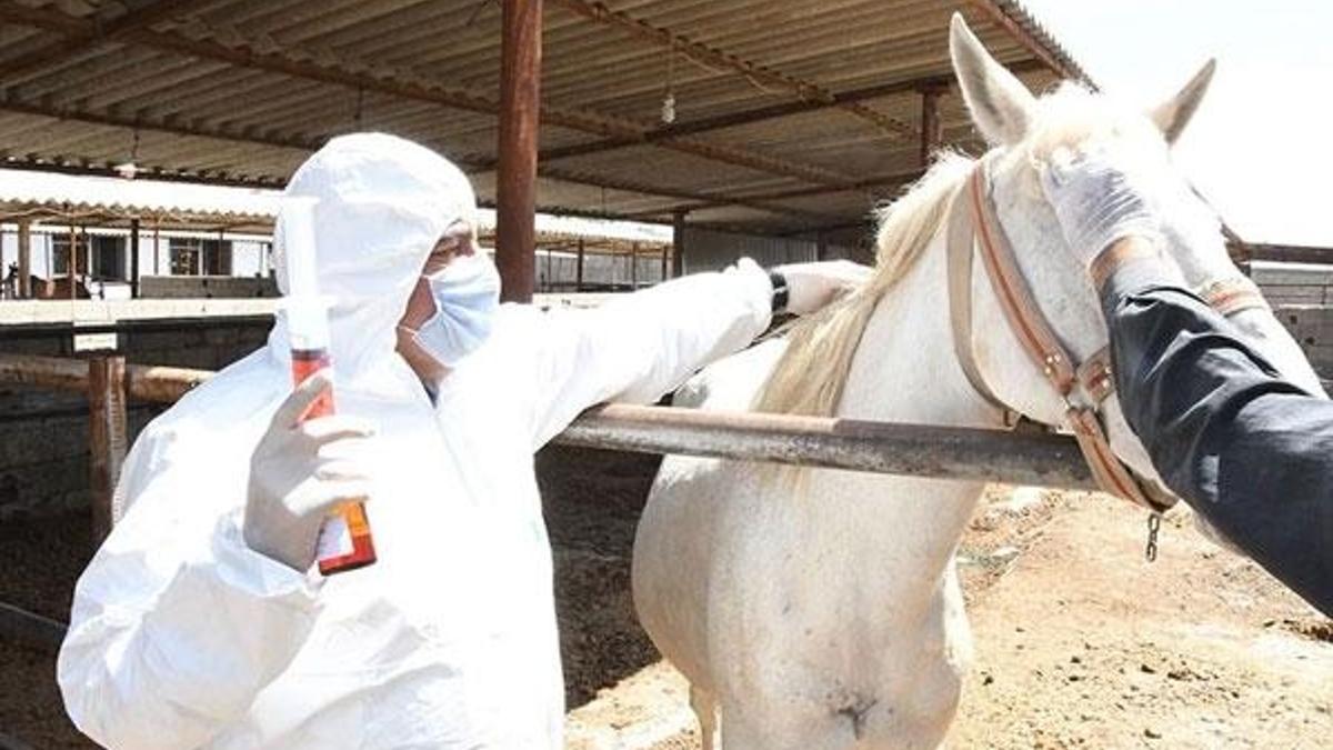 Kovid-19'a karşı atlardan elde edilen antiserum üretiminde  sona gelindi