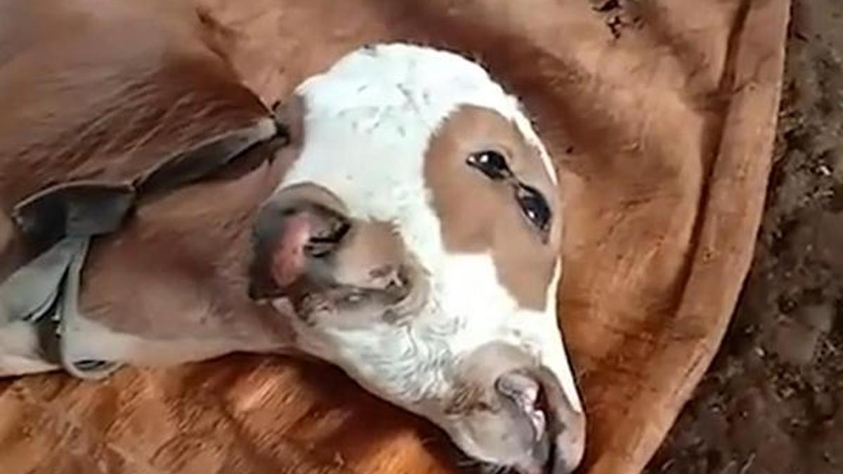 Çift başlı buzağı şaşırttı! Görmek için sıraya giriyorlar