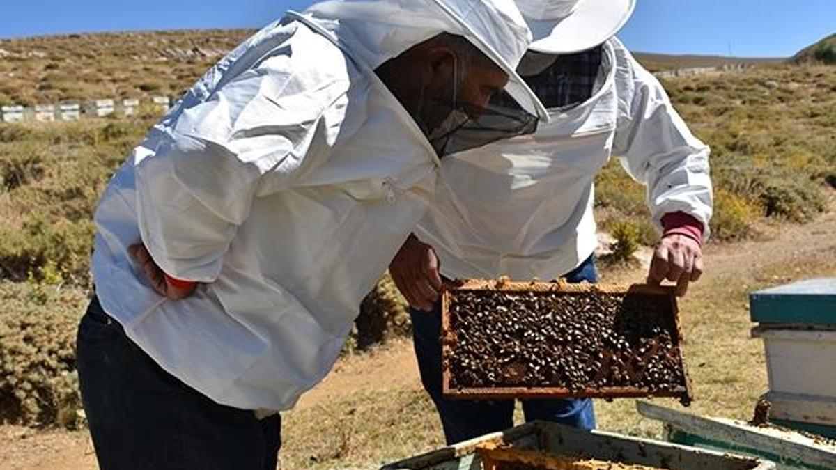Kraliçe arı üretip, yılda 5 bin adet gönderiyor