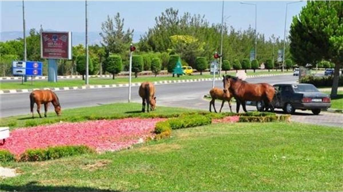 Şehir merkezine akın ettiler! Görenler şaşkına döndü