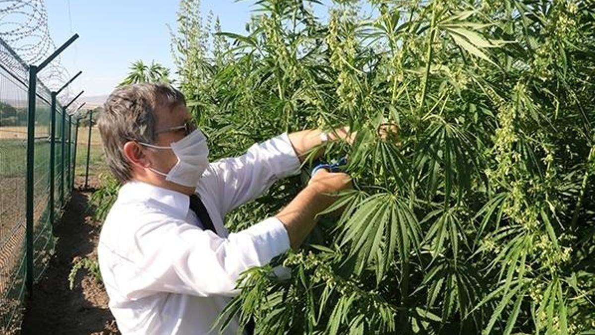 Üniversiteden endüstriyel kenevir atağı