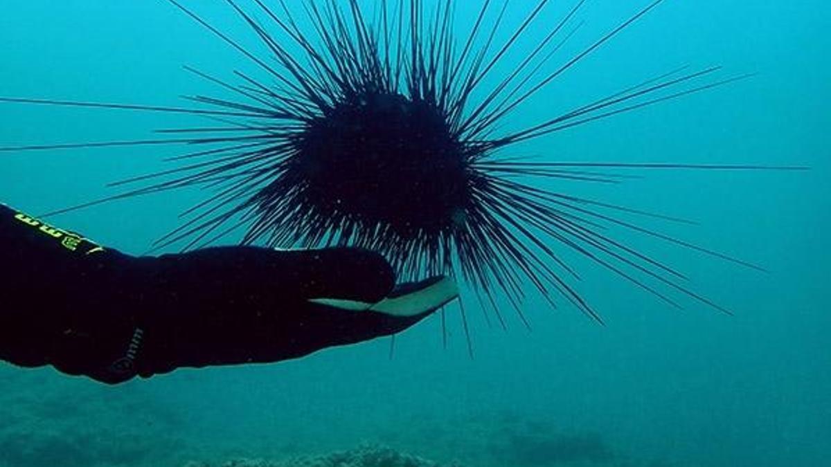 Zehirli deniz kestaneleri, Doğu Akdeniz turizmini tehdit ediyor