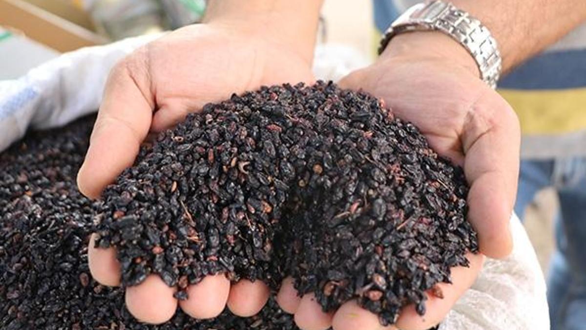Karamuk bitkisinin sağlığa faydası saymakla bitmiyor