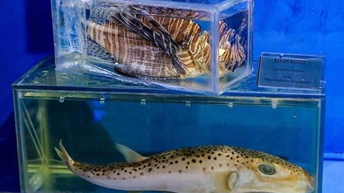 İstilacı 2 tür de Akdeniz balıkları arasına girdi