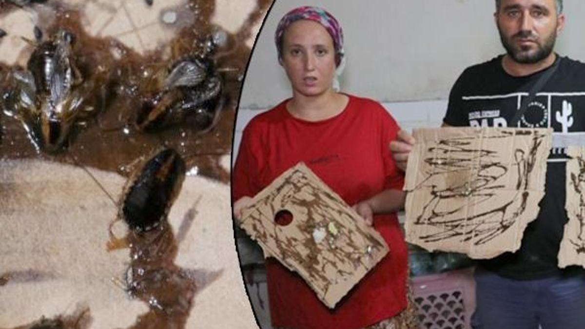 Adana'da böcek istilası! Vatandaşlar isyan etti, ağza ve kulağa giriyor...