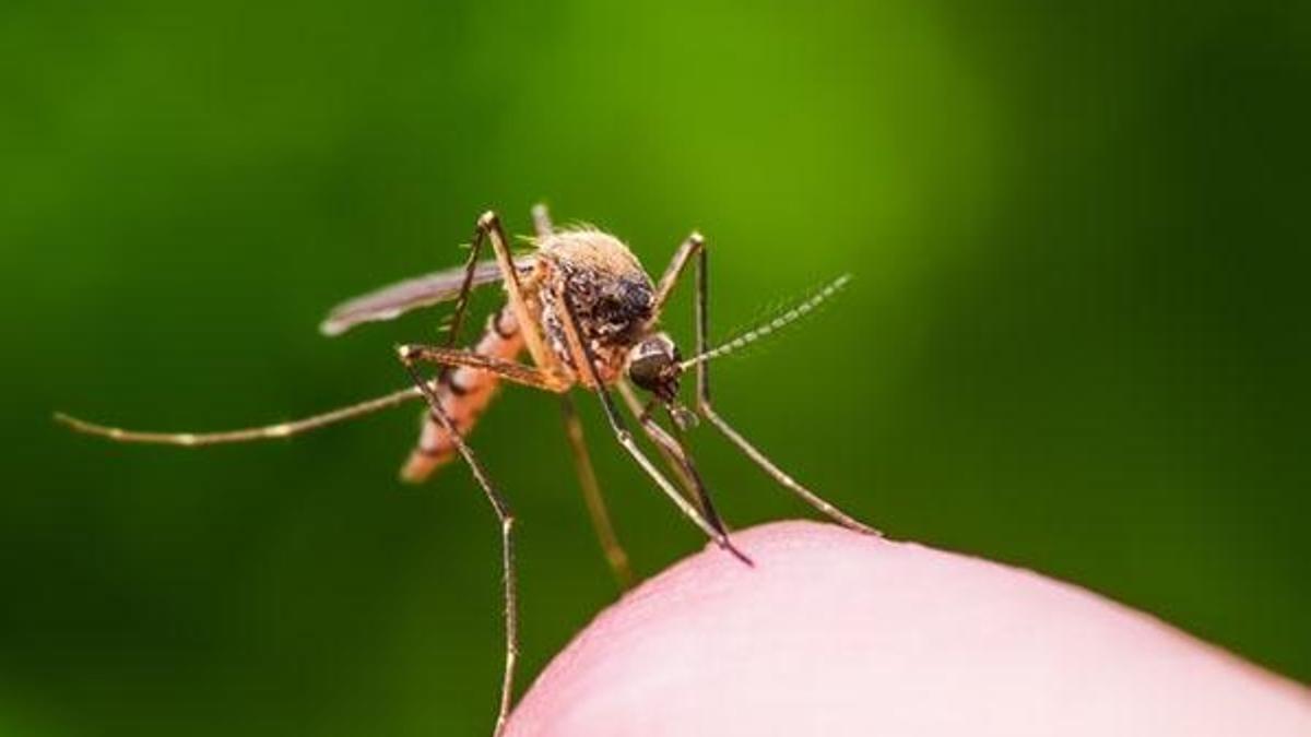 Genetiği değiştirilmiş 750 milyon sivrisinek doğaya salınacak