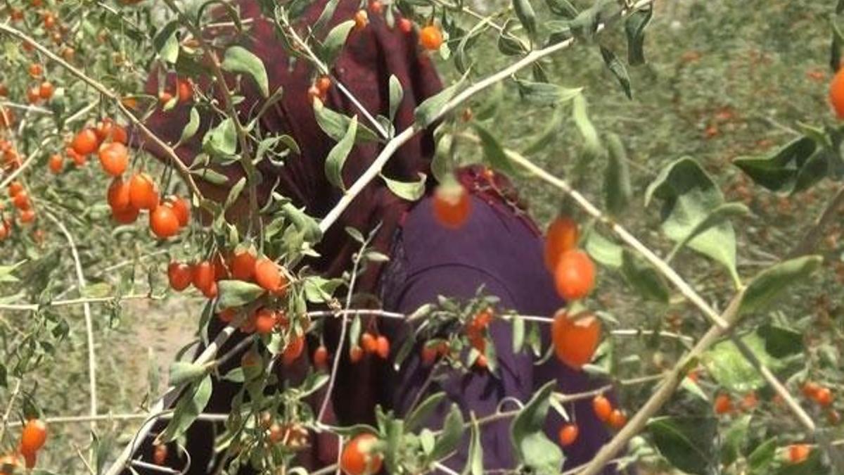 Goji Berry hücreleri yeniliyor