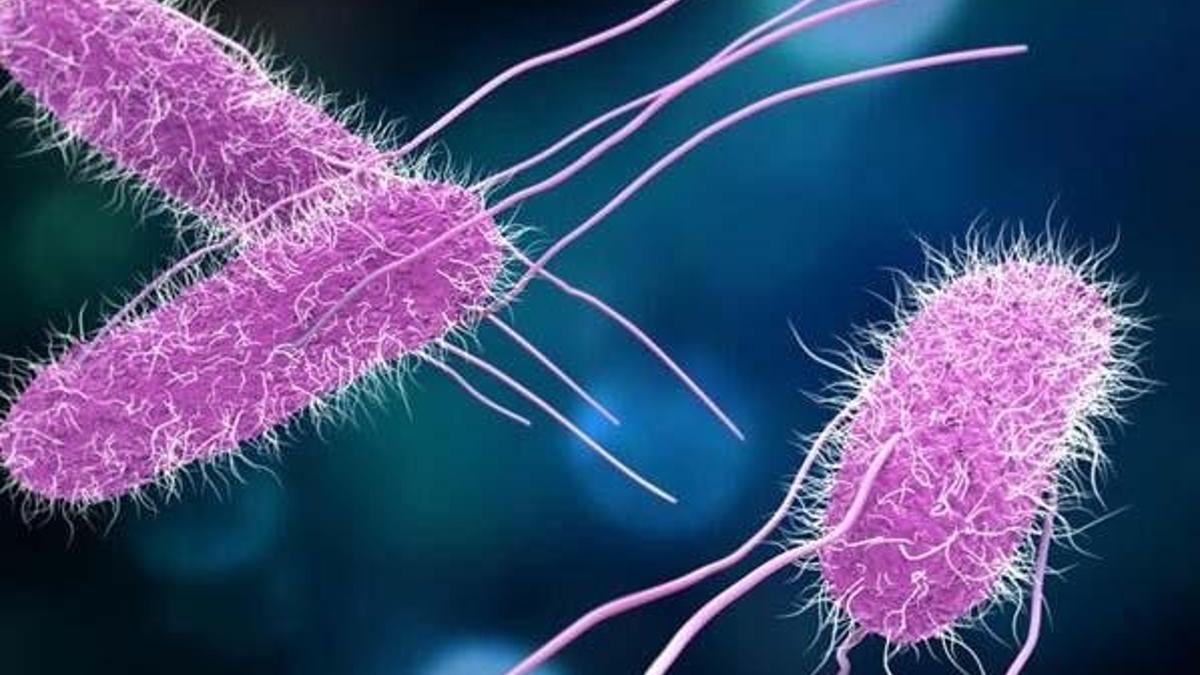 Salmonella nedir? Salmonella bakterisi nasıl bulaşır? Salmonella hastalığı ve tedavisi…