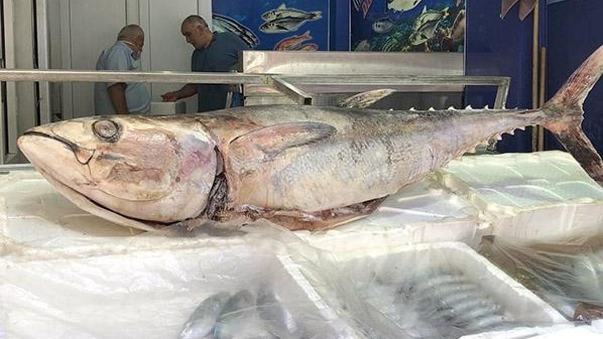 Sinop'ta 80 kiloluk orkinos, 5 bin liraya satıldı