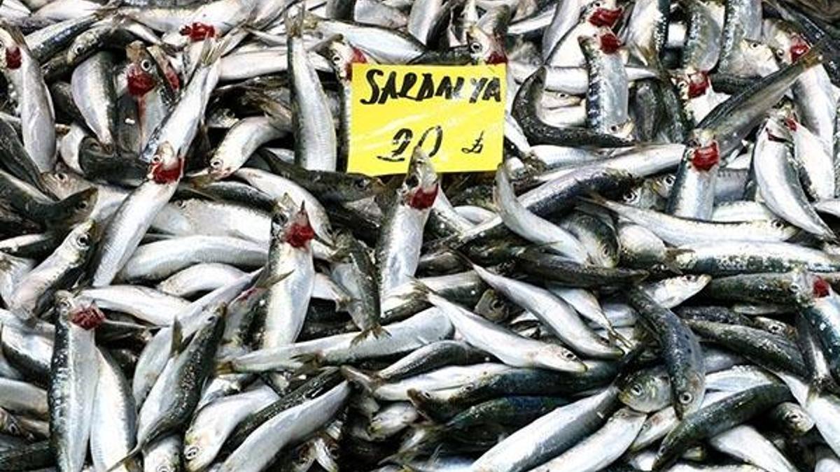 Sardalyanın kilosu 50 liradan 20 liraya düştü