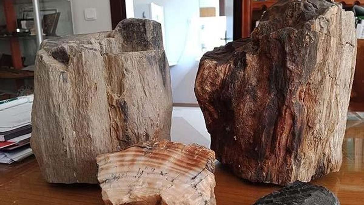 Türkiye'deki fosil ağaç kalıntıları 160 milyon yıllık