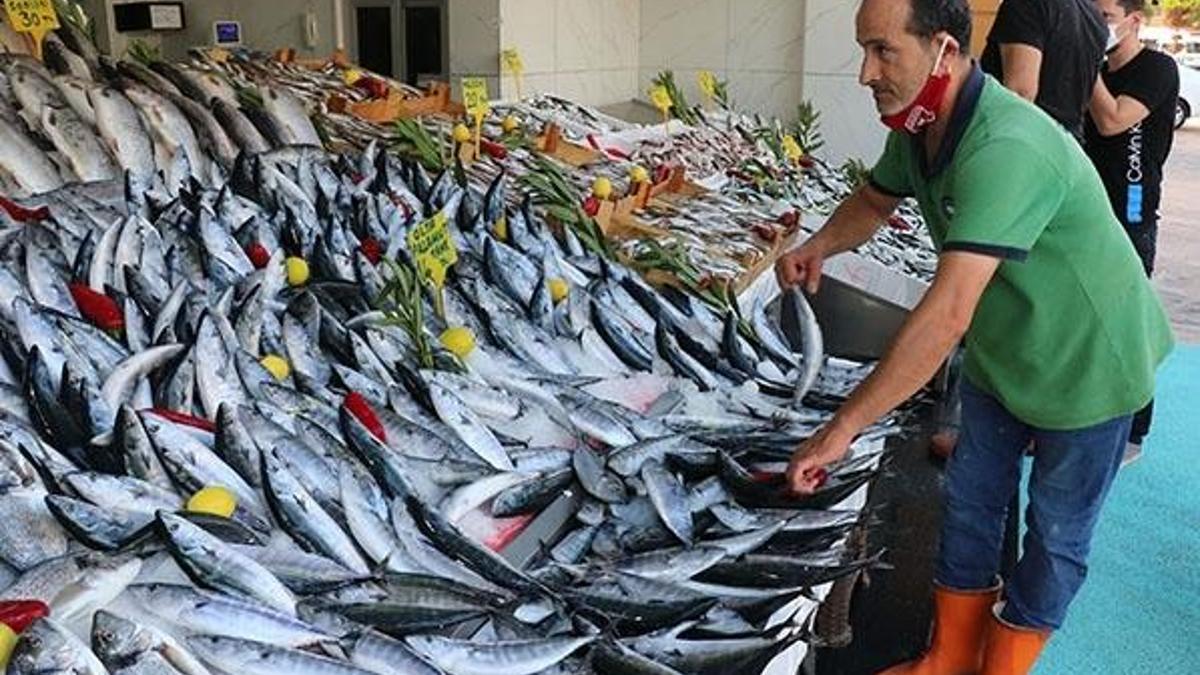 Palamudun tane fiyatı 14 liraya düştü