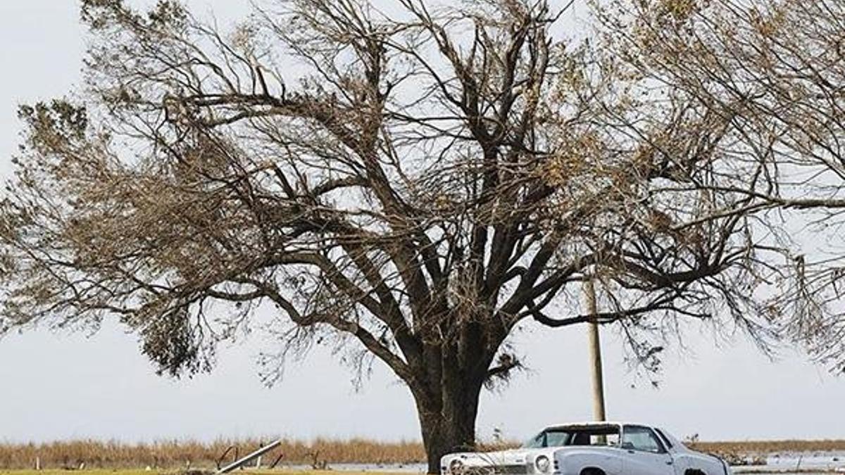 Araştırma: Çabuk büyüyen ağaçlar erken ölüyor