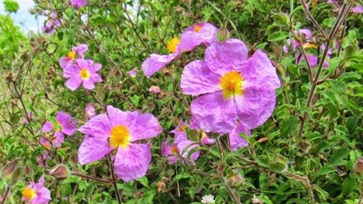 Cistus Creticus nedir? Cistus Creticus (tüylü laden) ne işe yarıyor, koronavirüse karşı etkisi nedir?