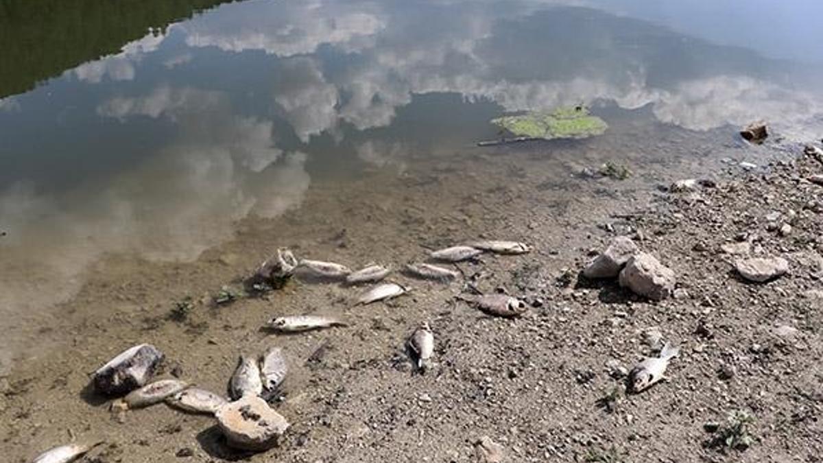 Baraj gölünde yüzlerce İsrail sazanı öldü, inceleme başlatıldı