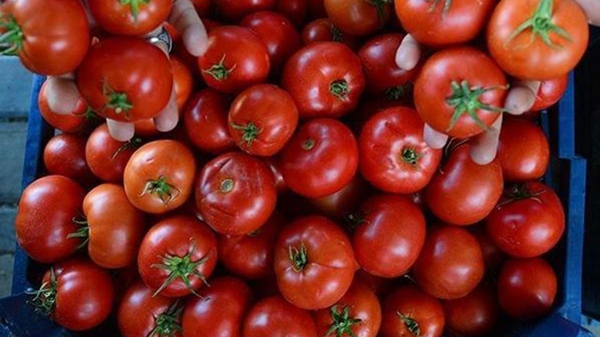 Salçalık domatesin kilosu 50 kuruşa düştü