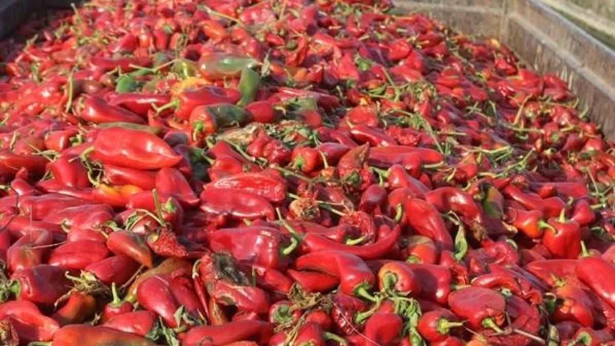 Salçalık biberler tarlada çürüyor! 40 kuruşa alıcı yok