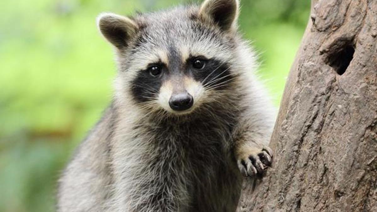 Rakun nedir? Rakun’un özellikleri nelerdir, Türkiye’de yaşar mı?