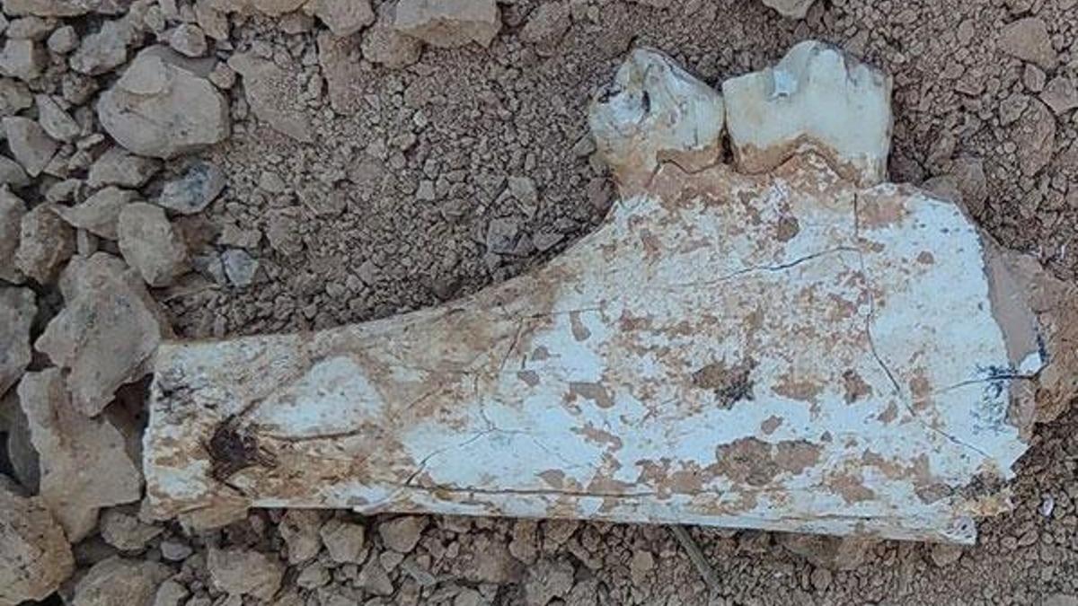 Denizli'de 9 milyon öncesine tarihlenen karıncayiyen ve fil fosilleri bulundu