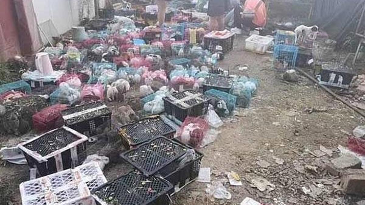Çin’de canlı hayvanlara eziyet! 5 bin hayvan ölü olarak bulundu