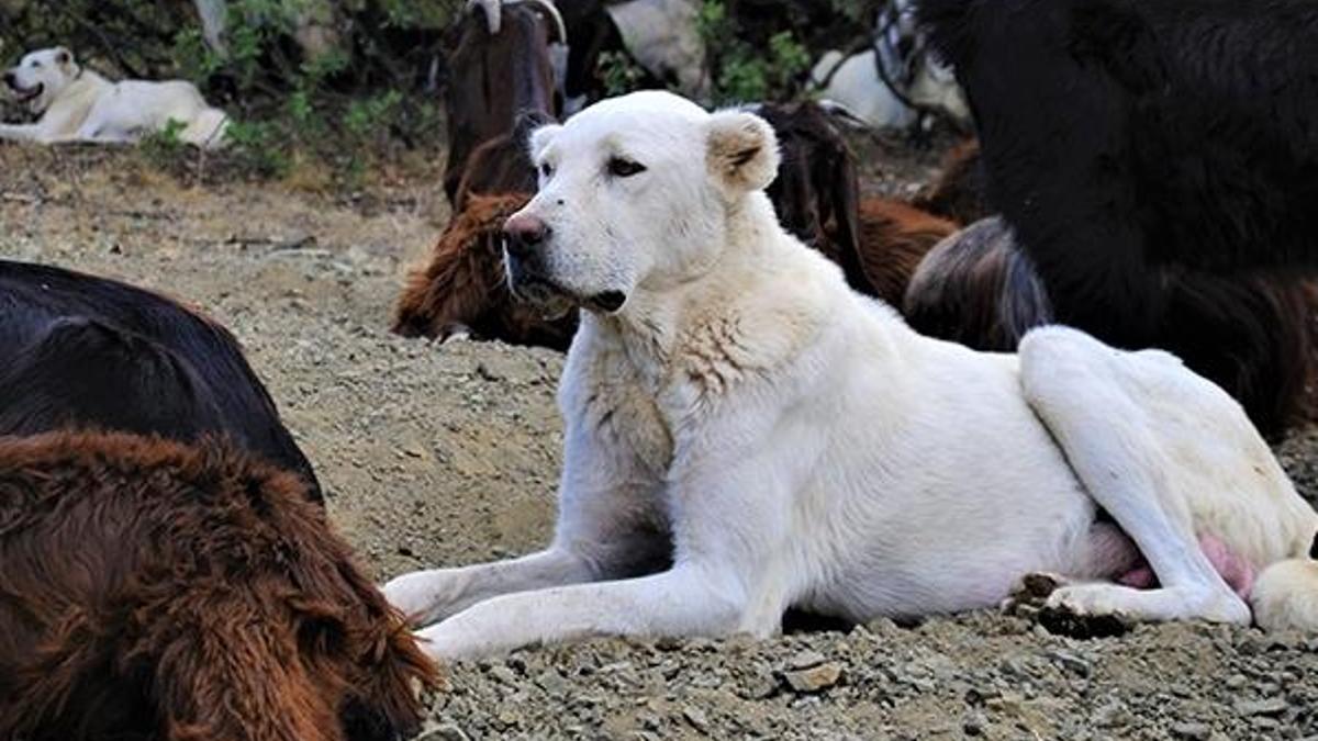 Akbaşlar tehlikede! Vurularak öldürülüyorlar