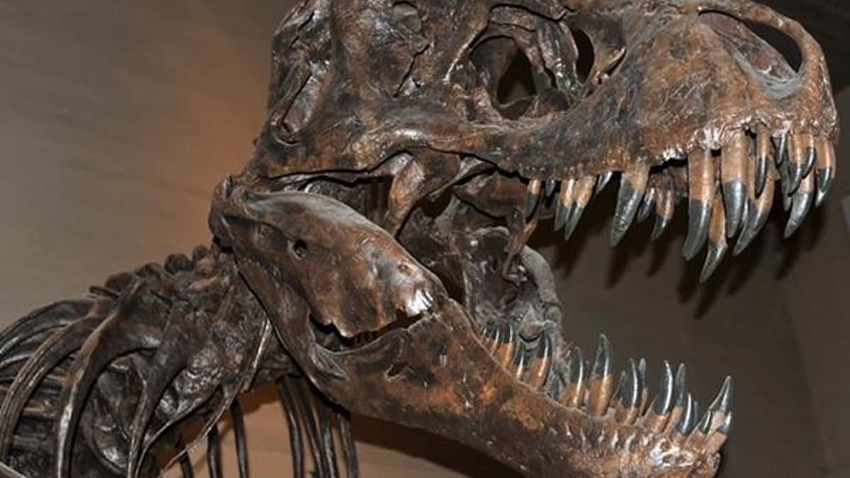 67 milyon yıllık dinozor iskeleti satıldı