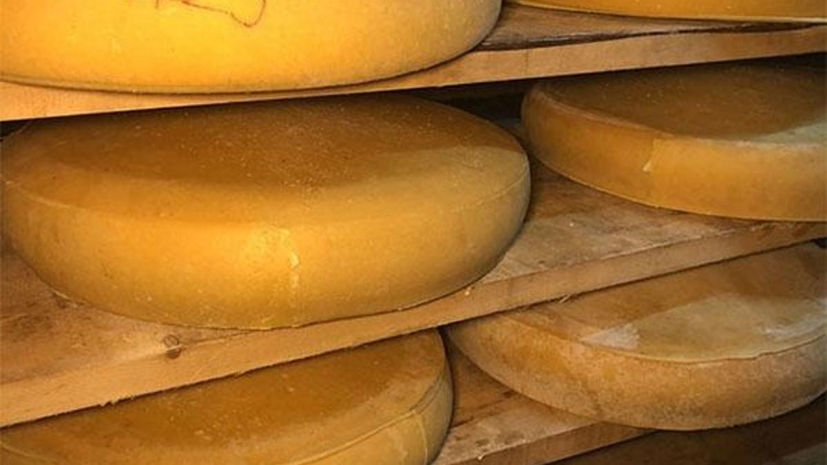Gerçek 'Kars kaşarı' nasıl anlaşılır? Ustası anlattı