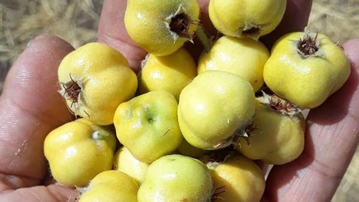 Alıç meyvesini yiyen 5 kişi hastaneye kaldırıldı!