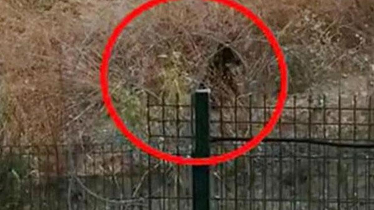 İstanbul'da ayı paniği! Şehre indi
