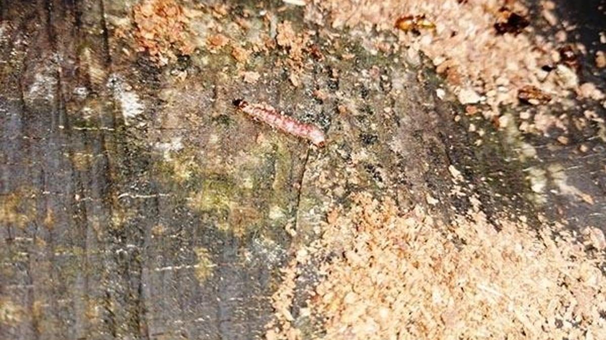 Ormanları 'terminatör böcekler' koruyacak