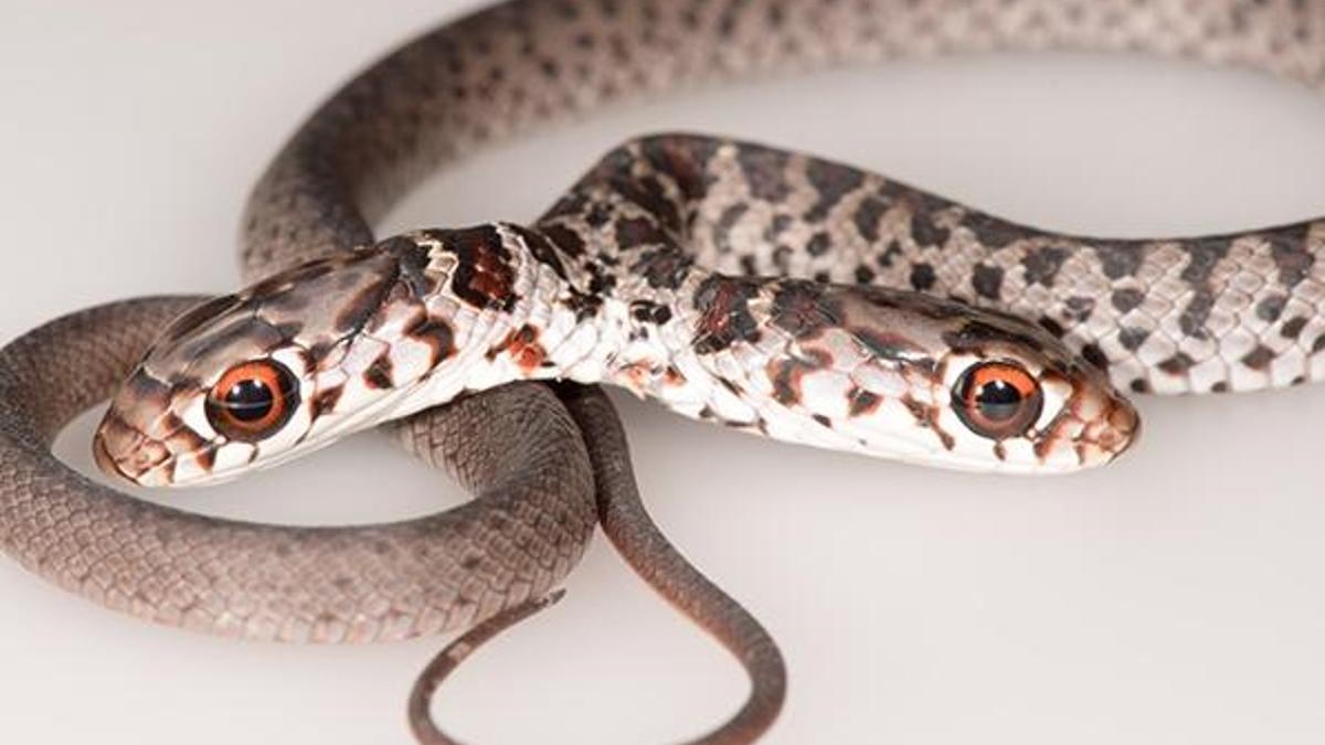 ABD’de bir evin bahçesinde çift başlı yılan bulundu