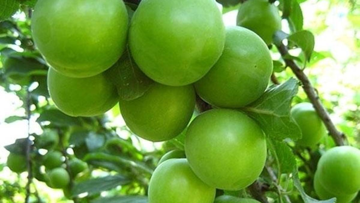 Fiyatı şaşırtıyor! 3 tanesi 40 lira...