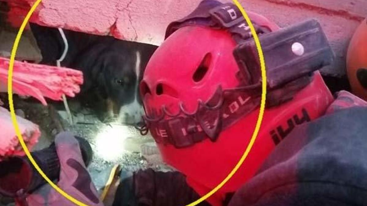 Enkazda kalan köpek depremden 58 saat sonra kurtarıldı!