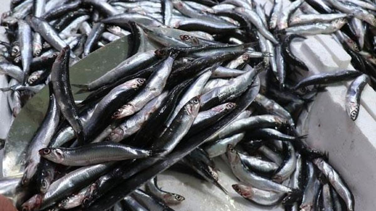 Hamsinin fiyatı yarı yarıya düştü