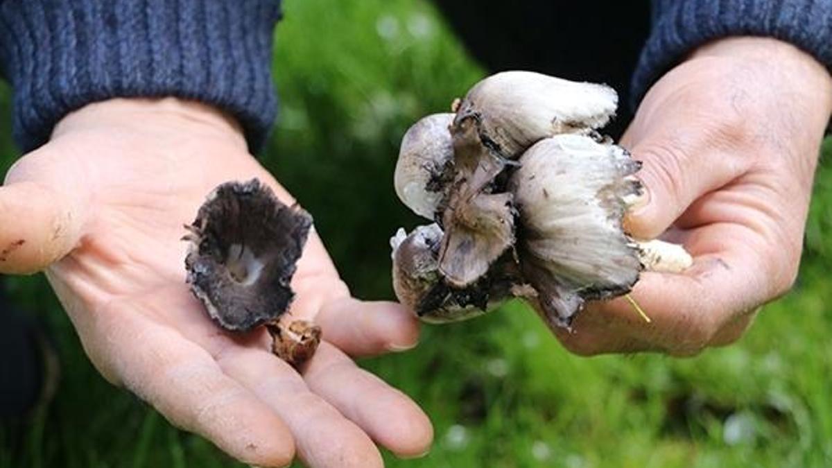 Mantar zehirlenmelerine karşı dikkat