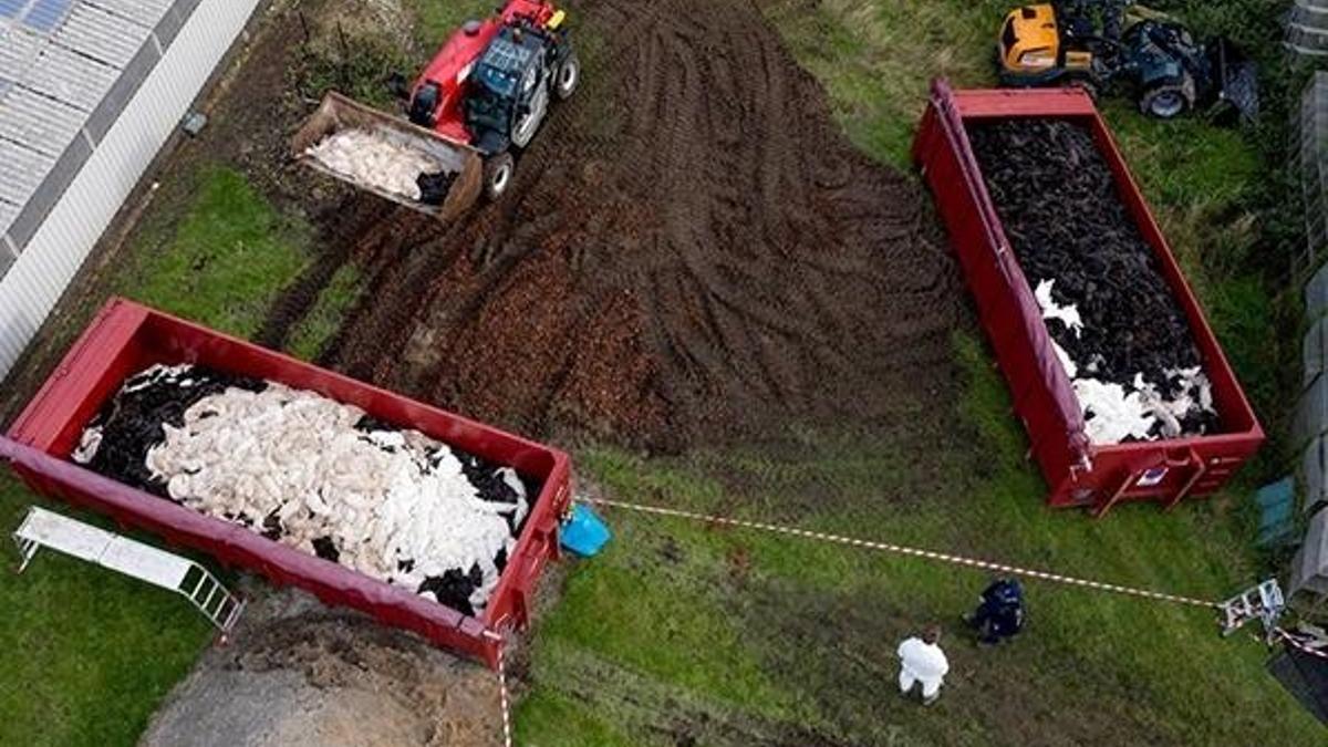 Mutasyona uğrayan milyonlarca vizon toplu mezarlara gömüldü