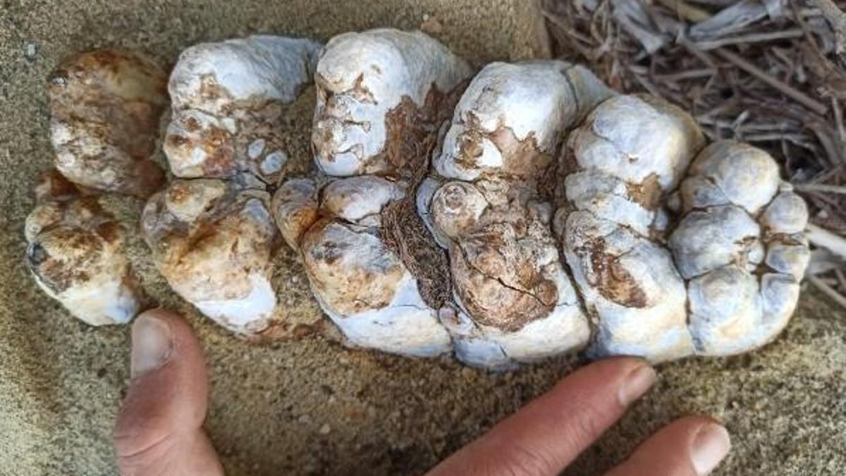 Çanakkale’de bulundu! 9 milyon yıl öncesine ait....