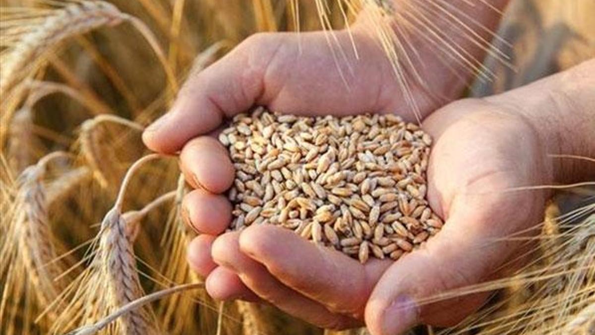 Ekmeklik buğdayda yeni bir alerjik madde - Gündem Haberleri