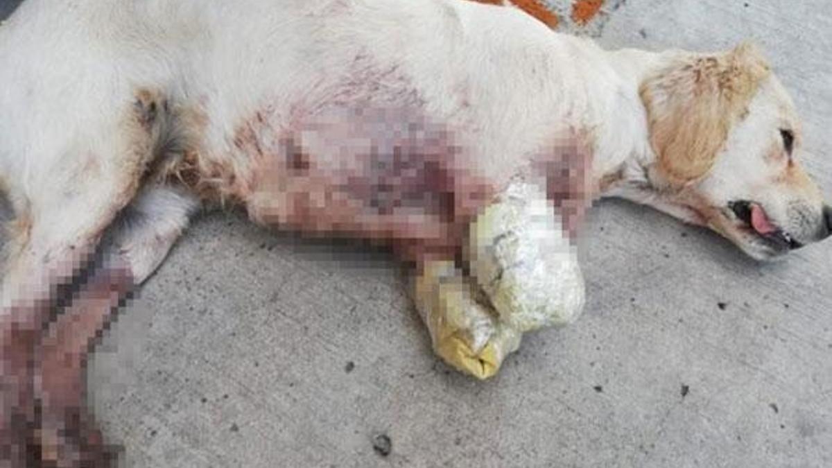 Samsun’da vahşet! 2 bacağı kesilmiş yavru köpek bulundu