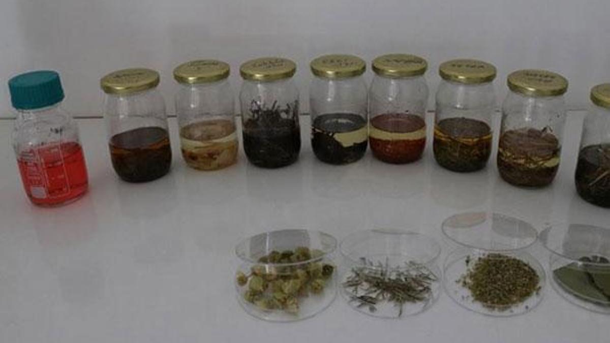 Aromatik bitki yağlarının etken maddesinden takviye edici gıda üretildi