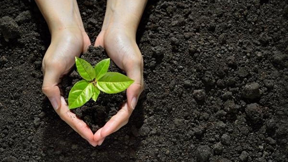Öğretmenler Günü için Hatay'a fidan bağışı yapıldı