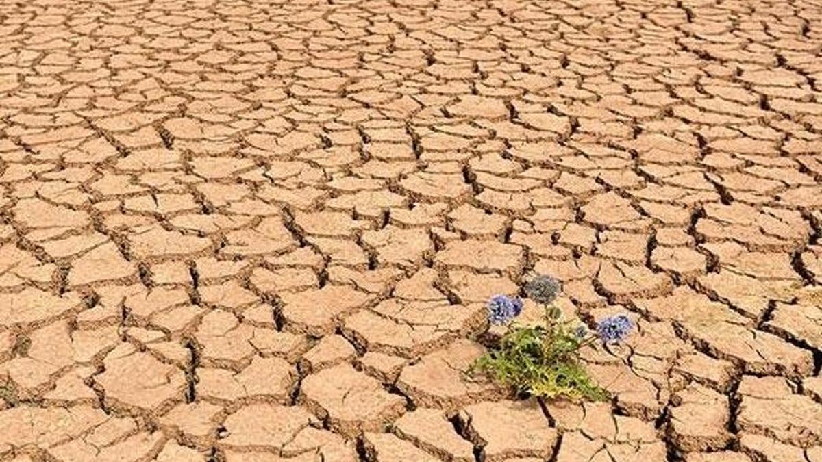 Yeni Zelanda, küresel ısınmayla mücadele için "acil iklim durumu" ilan etti
