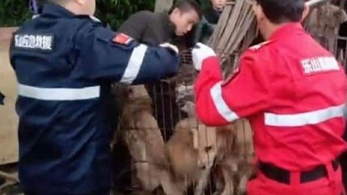 Çin'de öldürülerek sosis yapılması planlanan 40 köpek bulundu