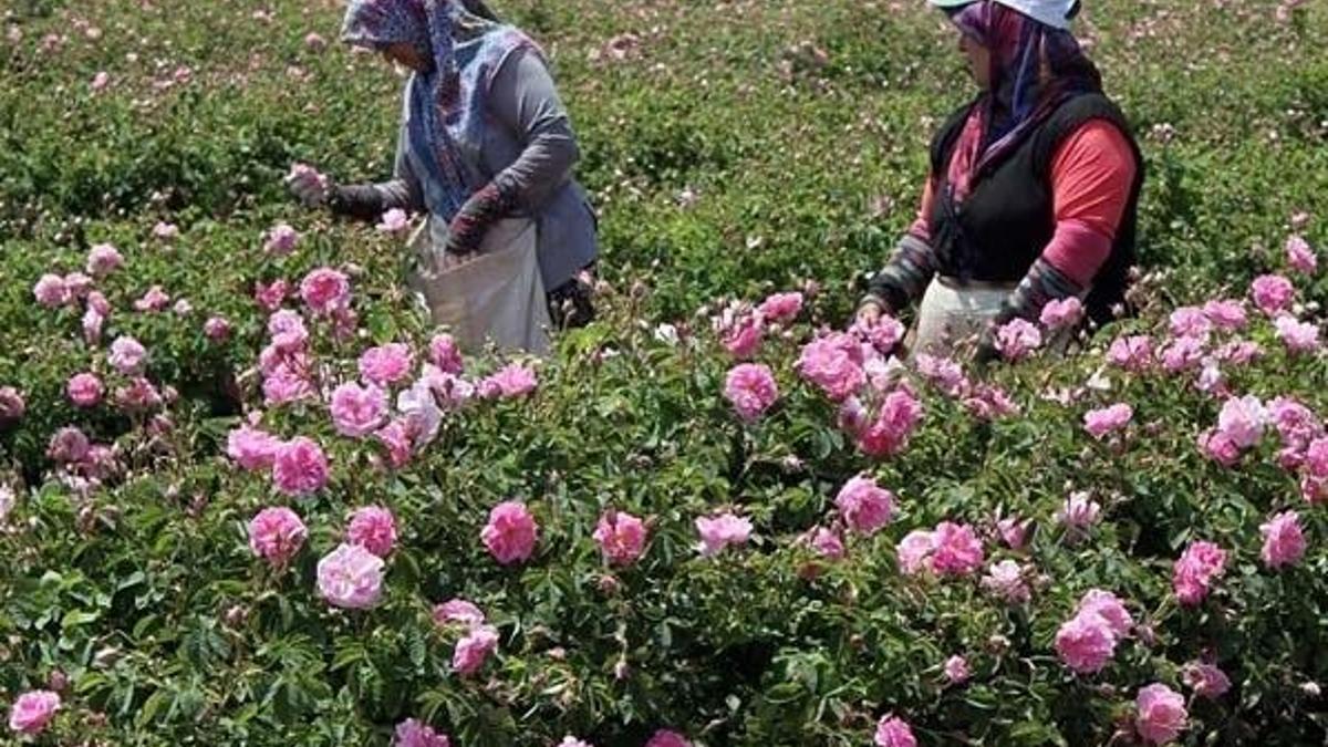 Isparta gülünün posası, yüz maskelerinde kullanılacak