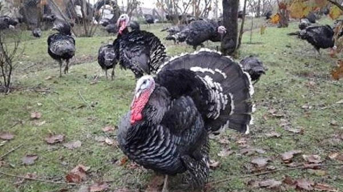 Koronavirüs nedeniyle yılbaşı hindisinin satışları düştü