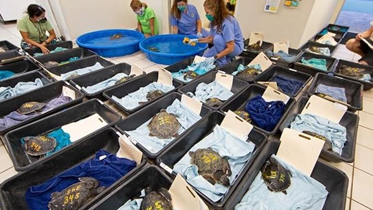 Caretta carettalar için 'hipotermi' tehlikesi