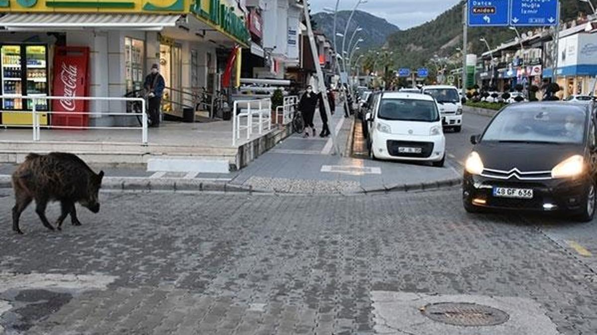 Muğla'da dev yaban domuzu şehir merkezine indi!