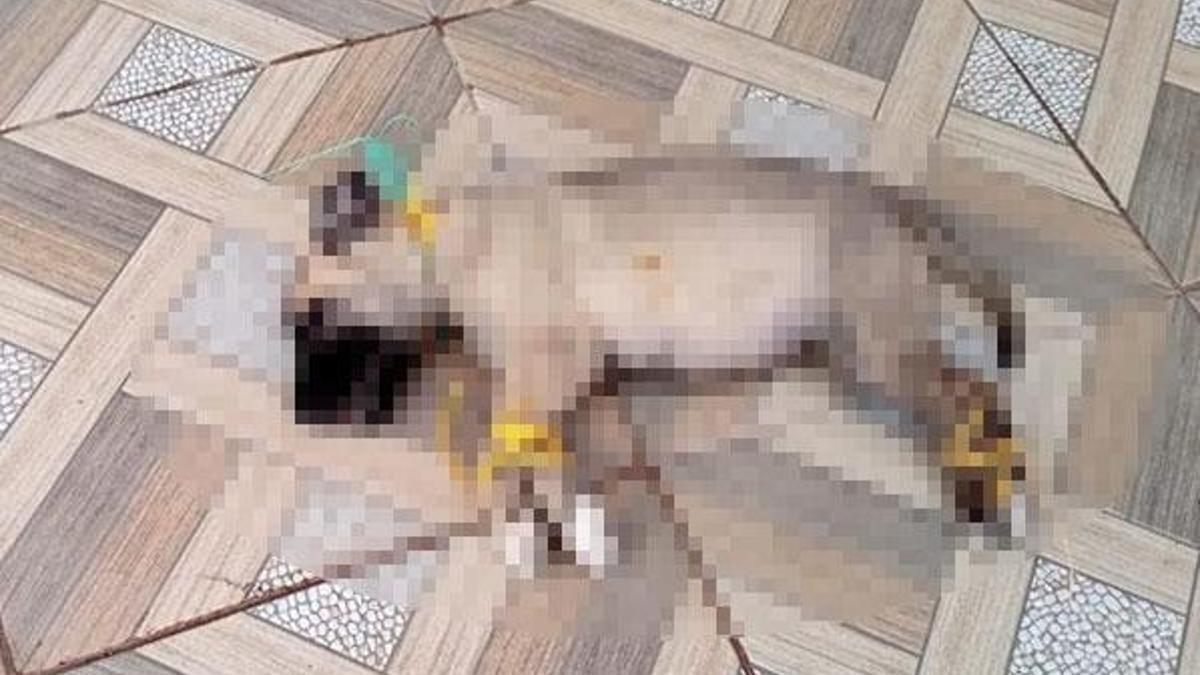 Bir vahşette Kayseri'den! Ayakları ve boğazını bağlayıp öldürmüşler