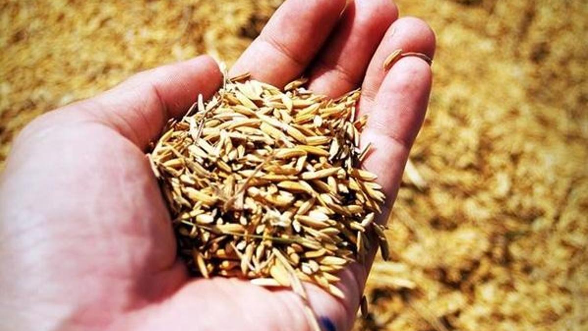 Ata Tohumu nedir? Ata tohumu projesi: Hibrit, GDO veya benzeri ıslah çalışmalarına tabi tutulmuyor!